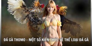đá gà thôm 78wincomnet